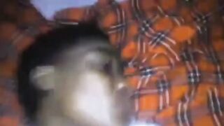 Sextape Of Local African Girl Leaked On Twitter