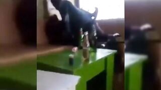 Drunk Ghanaians Caught Fucking In The Bar