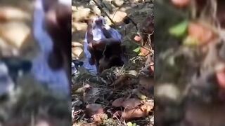 Ghana Lovers Caught Fucking Somewhere In The Mountain