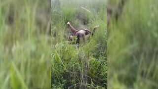 Cheating Wife Being Fucked In The Bush