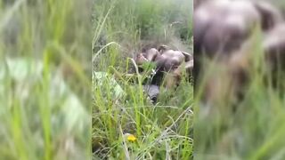 Cheating Wife Being Fucked In The Bush