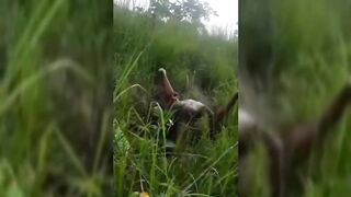 Cheating Wife Being Fucked In The Bush